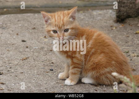 Une semaine six vieux ginger Tom cat kitten assis dans la cour Banque D'Images