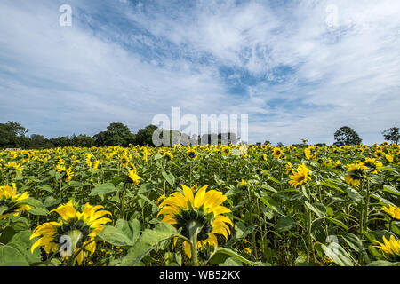 Les champs de tournesols Portglenone Irlande du Nord Banque D'Images