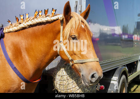 Chipping, Lancashire. Météo britannique. Météo France. ; chaude journée d'été dans la région de Central Lancashire pour l'agriculture et de l'écaillage. Crinière de cheval décoré de Suffolk, aussi historiquement connu sous le nom de Suffolk Suffolk Punch ou Sorrel, est une race de chevaux de trait français. Indicateur/AlamyLiveNews Crédit : Banque D'Images