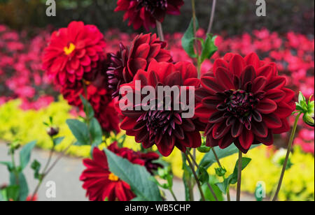 Dahlias rouge Arabian night bloom dans le jardin. Banque D'Images