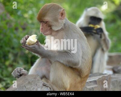 Le singe occupé à manger des bananes à l'Hindu Temple singe Banque D'Images