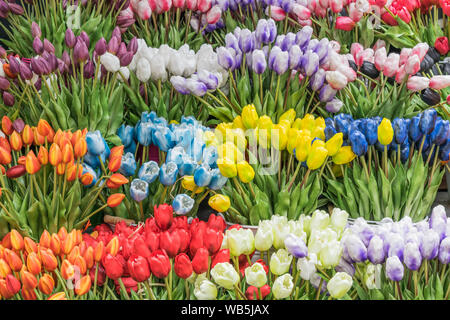 Tulipes multicolores avec des tiges, isolé Banque D'Images
