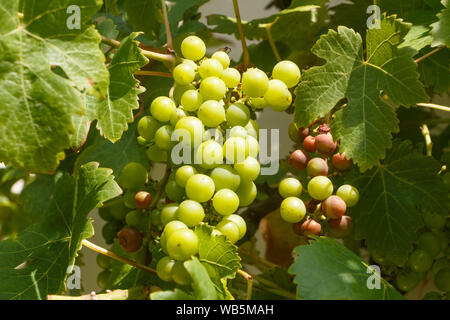 Grappe de raisins avec de sales sur vigne en été Banque D'Images