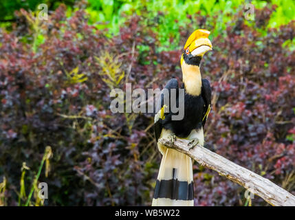 Grand calao indiens assis sur une branche d'arbre, de beaux oiseaux tropicaux, Vulnérable Espèce animale en provenance de l'Asie Banque D'Images