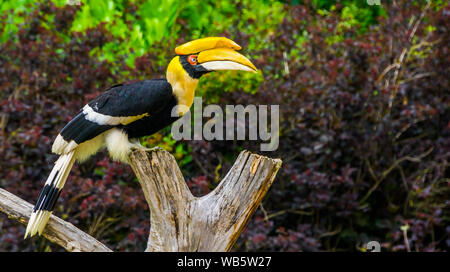 Closeup portrait of a beautiful indien grand calao, oiseau tropical coloré, Vulnérable Espèce animale en provenance de l'Asie Banque D'Images