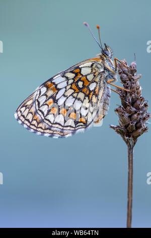 Fritillary (Melitaea phoebe centaurée) siège au plantain, Burgenland, Autriche Banque D'Images