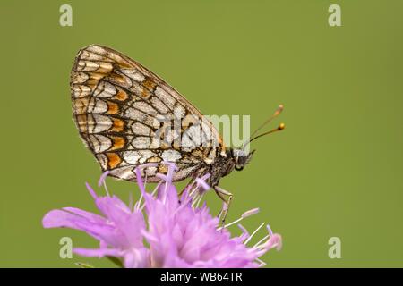 Fritillary (Melitaea phoebe centaurée) siège au flake fleur, Burgenland, Autriche Banque D'Images