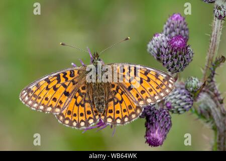 Ocellate bog fritillary (Boloria eunomia) assis sur un chardon, Tyrol, Autriche Banque D'Images