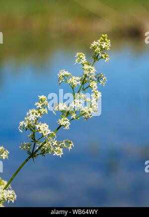 Fleurs de couvrir le gaillet (Galium mollugo), Haute-Bavière, Bavière, Allemagne Banque D'Images