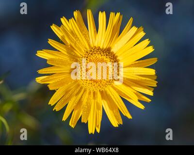 Fleur, jaune oxeye daisy (Buphthalmum salicifolium), réserve naturelle Isarauen, Haute-Bavière, Bavière, Allemagne Banque D'Images