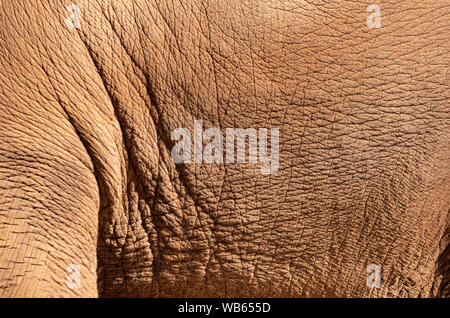 Elephant hide fond texturé de la peau avec des rides et copy space Banque D'Images