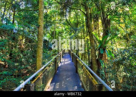 Ordre croissant pour la randonnée à travers les touristes boarwalk sombre épaisse forêt pluviale tempérée à feuilles persistantes dans le parc national de Dorrigo - ancien continent Gondwana. Banque D'Images