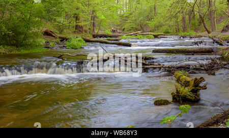 Avis de cascades sur la rivière Tanew réserve naturelle en Tanwia Nad en Pologne orientale Banque D'Images