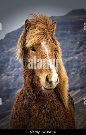 Cheval islandais dans les pâturages près de Vik, Islande Banque D'Images