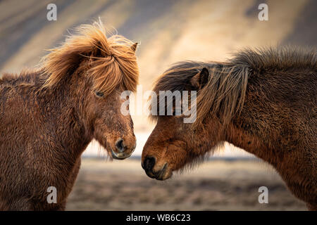 Deux chevaux Islandais dans un pâturage près de Vik, Icleand Banque D'Images