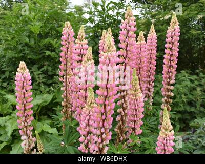 Close up vue paysage de lupins sauvages dans une haie dans le sud de l'Angleterre Banque D'Images