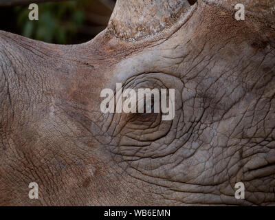 Rhinoceros face avec la peau froissée et oeil texture background. Le rhinocéros noir et blanc sont en voie de disparition. Banque D'Images