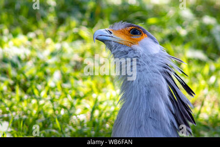 Portrait de l'oiseau Secrétaire (Sagittaire serpentarius) Banque D'Images