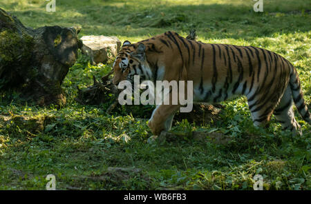 Jeune tigre marchant dans les bois Banque D'Images