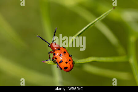 Une petite lily écarlate beetle (Lilioceris lilii) sur une branche d'une plante. Banque D'Images