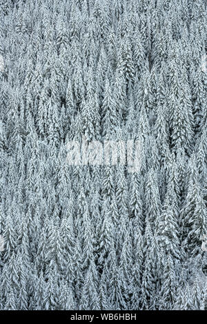 Pins Standing Tall sous une couverture de neige dans le nord-ouest du Pacifique Banque D'Images