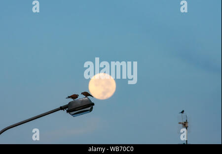 Colombes sur une lampe de rue un matin avec l'arrière-plan d'une pleine lune Banque D'Images