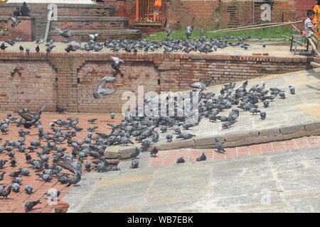 Le temple de Pashupatinath (पशुपतिनाथ मन्दिर : népalais) est un célèbre et complexe du temple sacré hindou qui est situé sur les rives de la rivière Bagmati, app Banque D'Images