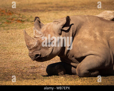 En danger critique d'un rhinocéros noir Diceros bicornis,, dans un programme de reproduction en captivité dans son boîtier. Banque D'Images