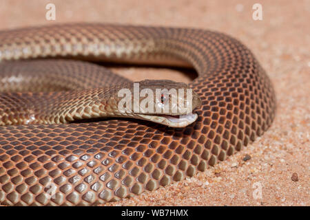 Australian King Brown ou Mulga Snake Banque D'Images