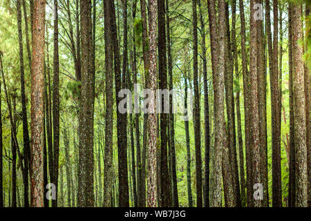 Beaucoup de pins dans la forêt et la lumière du soleil du matin. L'abondance de forêts. Banque D'Images