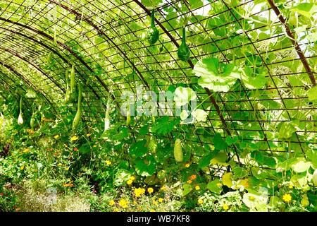 Grande, en forme de tunnel, treillage fil couvertes de vignes et les gourdes, Jardin des Plantes, Paris, France Banque D'Images