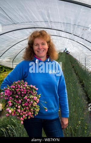 Royaume-uni, Angleterre, Îles Scilly, St Martin's, ville plus élevé, Churchtown Farm, Fleurs Scilly, propriétaire Zoe Julian avec brassée de roses fraîchement cueillies pour mail Banque D'Images