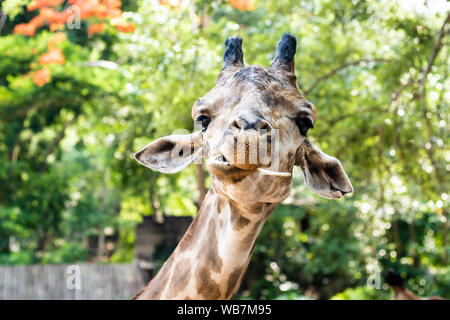 Girafe. Faire une Drôle de tronche comme il mâche. Le concept d'animaux dans le zoo. Banque D'Images