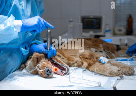 La dentisterie vétérinaire. Chirurgien dentiste vétérinaire traite et élimine les dents d'un chien sous l'anesthésie sur la table d'opération dans un vétérinaire clini Banque D'Images