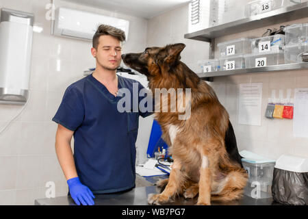 Un médecin examine un vétérinaire professionnel adulte grande race de chien berger allemand. Un jeune homme de race blanche vet travaille dans une clinique vétérinaire. Le chien joue et Banque D'Images