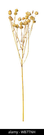 De la direction générale de l'usine de lin mûre avec des capsules de graines sèches avant la récolte de lin isolé sur fond blanc Banque D'Images