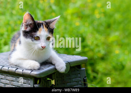 Mignon petit chaton tricolore située dans le jardin d'été Banque D'Images