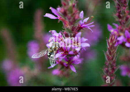 Close-up of Pied Hoverfly (femme, Syrphidae - Scaeva pyrastri) sur les fleurs de la salicaire pourpre (Lythrum salicaria) Banque D'Images