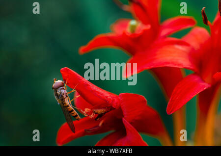 Close-up de la marmelade hoverfly (femme, Syrphidae Episyrphus balteatus) - sur la fleur rouge de l'Montbretia Crocosmia (lucifer) Banque D'Images