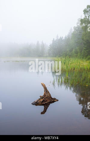 Misty Lake avec un arbre dans l'eau journal Banque D'Images