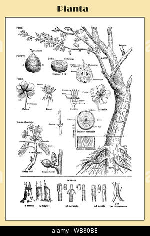 Fruit tree, l'illustre le tableau avec des descriptions botaniques Italien Banque D'Images