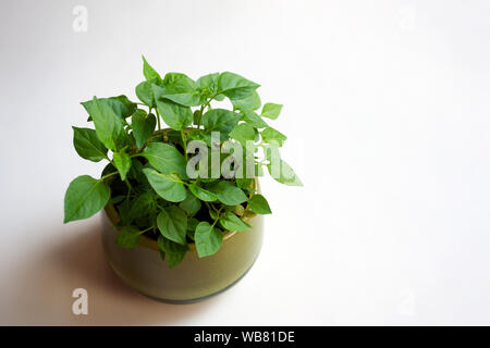 Les semis de piment vert en pot de verre isolé sur fond blanc avec un copy space Banque D'Images