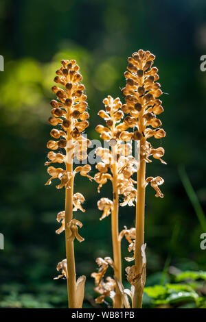 Hypopitys Monotropa - appelé Dutchman's pipe, faux hêtre-drops, pinesap, ou d'oiseau jaune-nid. Orchidée fleur marron. Belle fleur fleurit je Banque D'Images