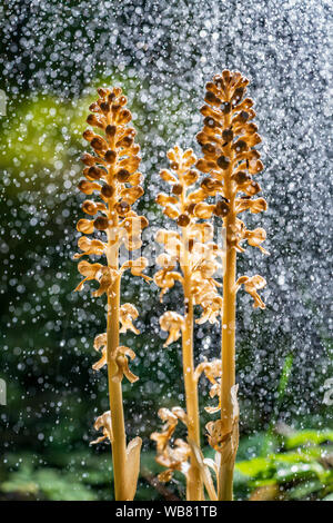 Hypopitys Monotropa - appelé Dutchman's pipe, faux hêtre-drops, pinesap, ou d'oiseau jaune-nid. Orchidée fleur marron. Belle fleur fleurit je Banque D'Images