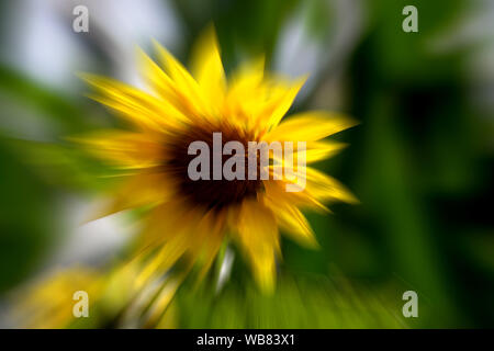 Flore Concept : Soleil de l'amour Banque D'Images