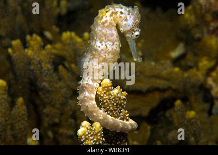Politique commune" (Hippocampus taeniopterus), tenant sur des pierres de corail, Malapascua, Cebu, Philippines Banque D'Images