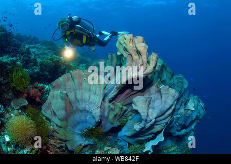 Scuba Diver à un gigantesque oreille d'éponge (Lanthella basta), Bohol, Panglao, Visayas, Philippines Banque D'Images