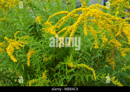 Arbustes brillants avec des fleurs jaunes, une tige dorée géante avec une fleur intéressante, solidago gigantea, grande verge d'or, verge d'or géante. Banque D'Images