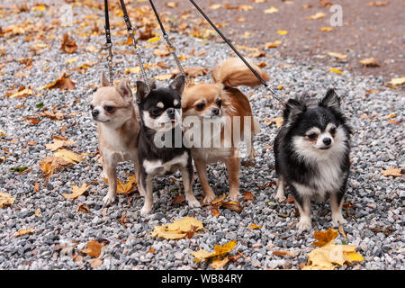 Chihuahua à courir dans un champ d'herbe. Promenade de chiens et jouer dans le parc. Heureux animal dans la nature Banque D'Images