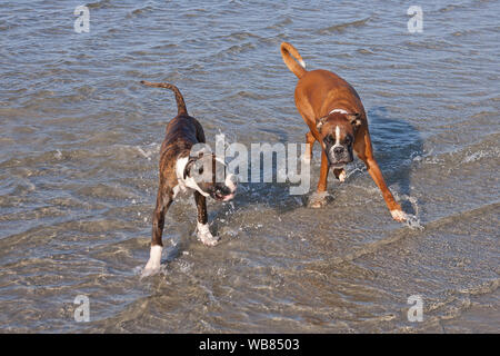 En Boxer dans l'eau. Promenade de chiens et jouer dans la mer ...